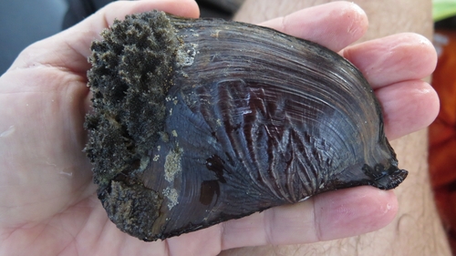 Triplodon corrugatus