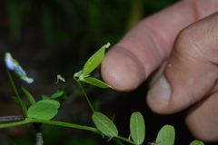 Vicia tetrasperma
