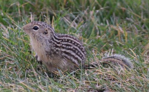 Thirteen-lined Ground Squirrel
