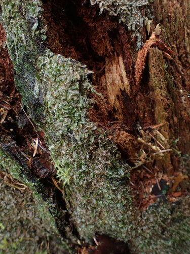 Image of Calypogeia azurea by no rights reserved