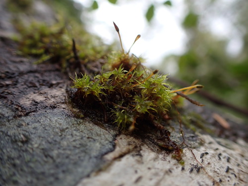 Image of Ulota obtusiuscula by no rights reserved