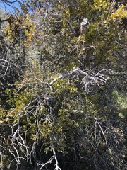 Quercus john-tuckeri