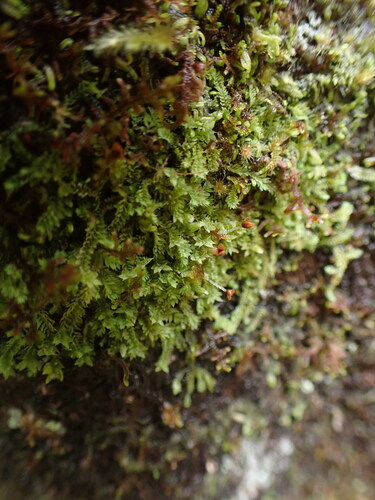 Image of Douinia ovata by no rights reserved