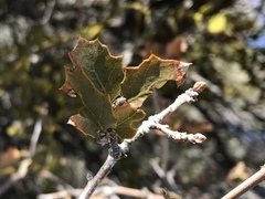 Quercus john-tuckeri