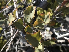 Quercus john-tuckeri