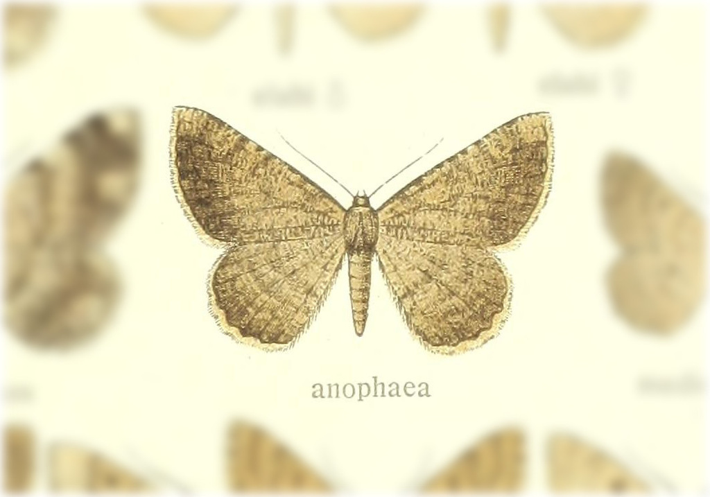 Dicrognophos anophaea