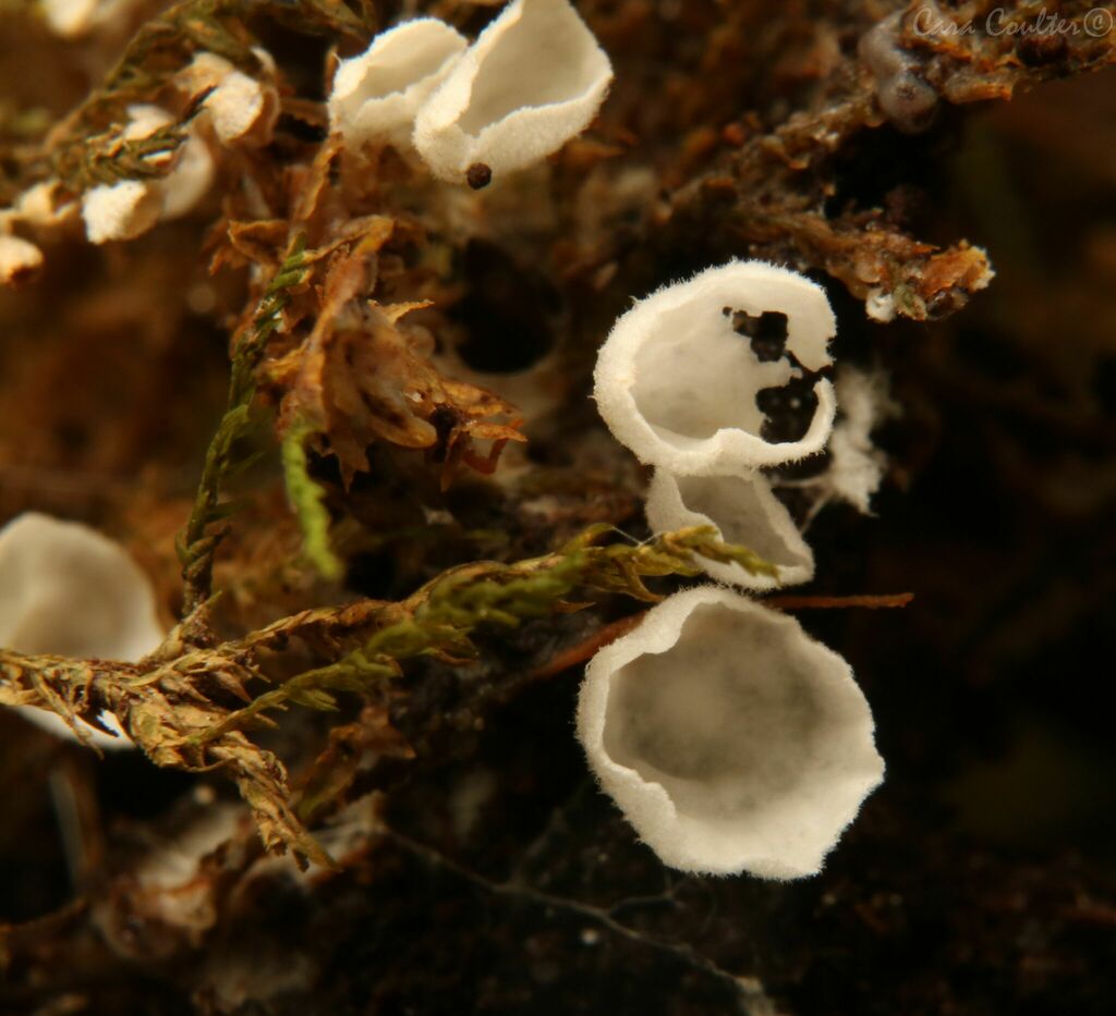 Rimbachia sp. 'WV01'