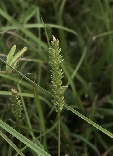 Sacciolepis indica