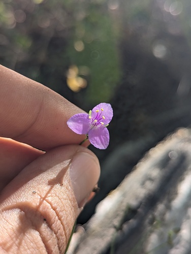 Gibasis venustula (Gibasis venustula)