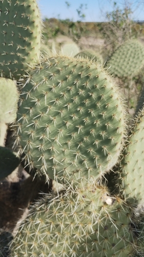 Image of Opuntia leucotricha by no rights reserved