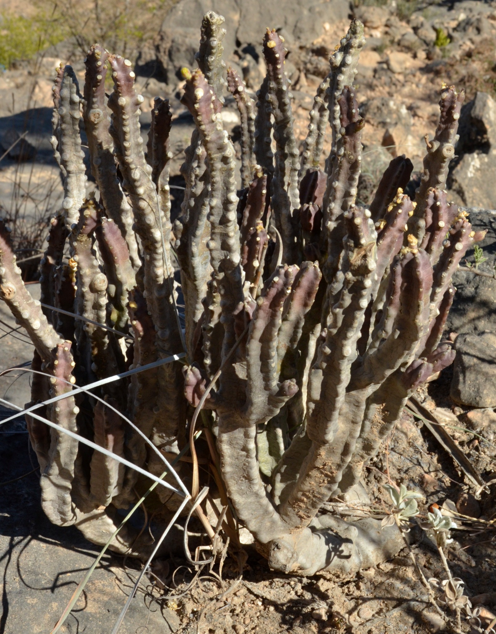Monolluma quadrangula (Forssk.) Plowes 4