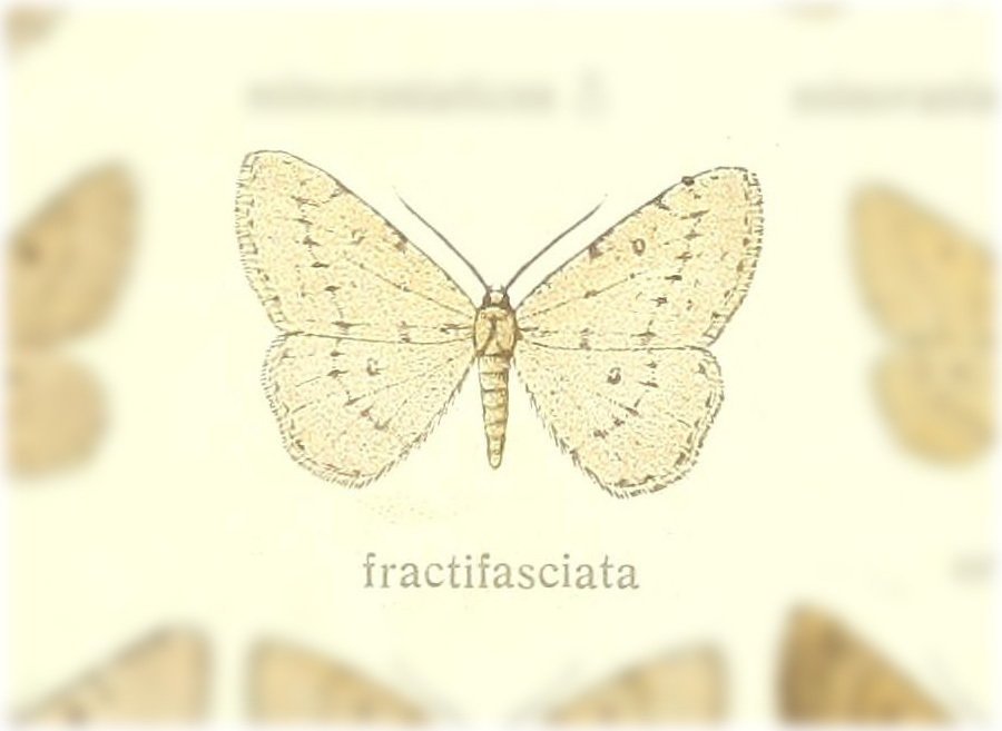 Gnophopsodos fractifasciaria