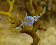 Phyllodesmium macphersonae