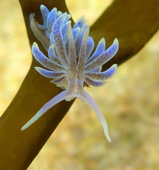 Phyllodesmium macphersonae