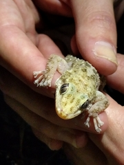 Leaf-Toed Gecko photo 2