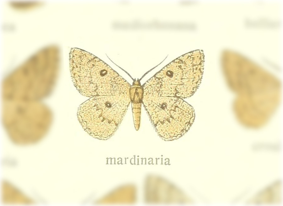Charissa mardinaria