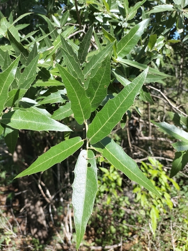 Quercus devia (Quercus devia)