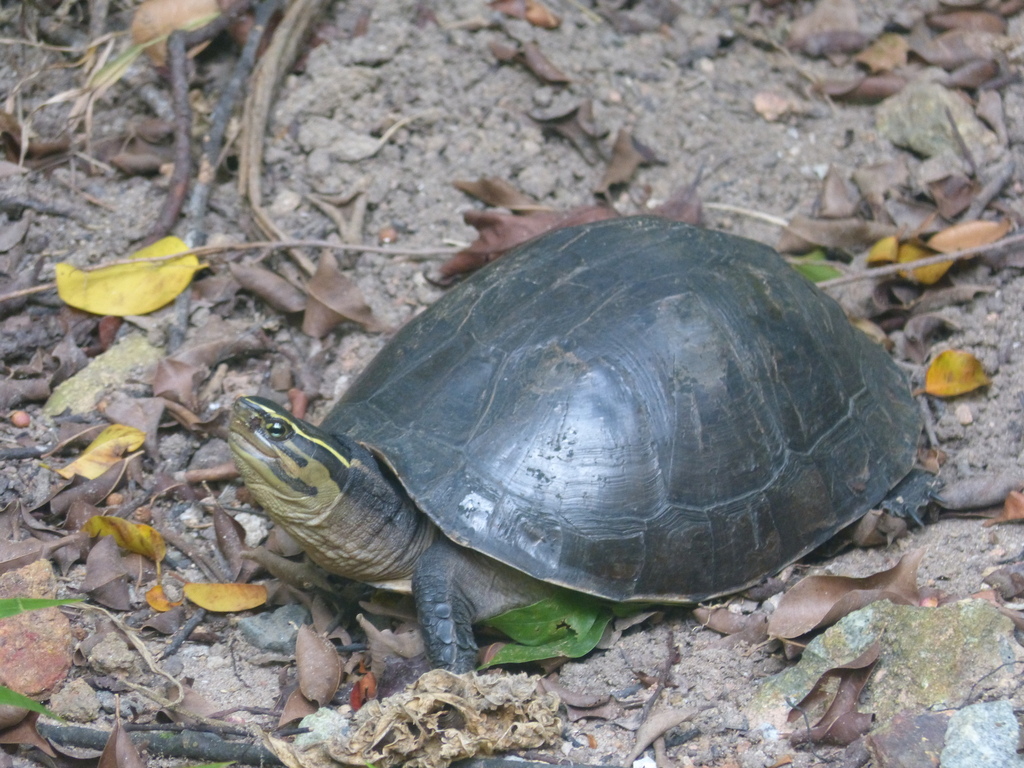 Domed Malayan Box Turtle in October 2023 by minder-singh · iNaturalist