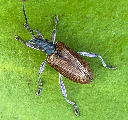 Donacia hirticollis Kirby, 1837