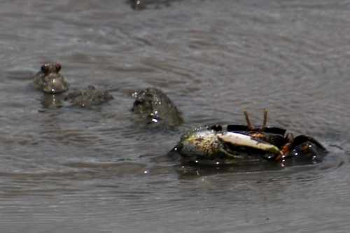 West African Fiddler Crab