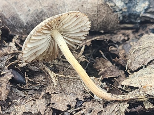 Mycena (Photo 2 of 3)