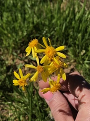 Senecio ampullaceus