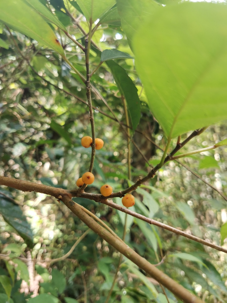 Ficus heteropleura (Ficus heteropleura)