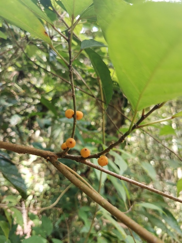 Ficus heteropleura (Ficus heteropleura)
