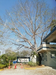 Ceiba pentandra