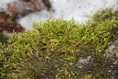 Brachythecium laetum