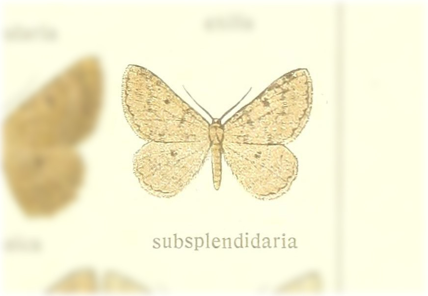 Charissa subsplendidaria