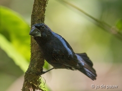 Cyanoloxia cyanoides