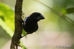 Cyanoloxia cyanoides