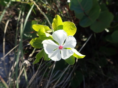Catharanthus roseus image