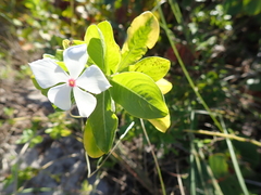 Catharanthus roseus image