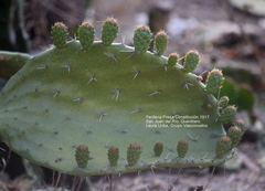 Opuntia hyptiacantha