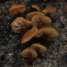 Stagnicola perplexa - Photo (c) Stu Pickell,  זכויות יוצרים חלקיות (CC BY-NC), הועלה על ידי Stu Pickell
