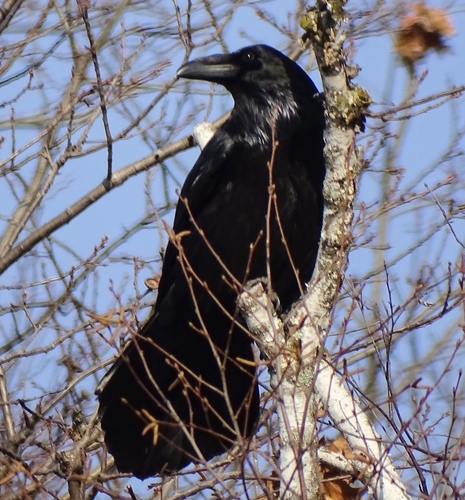 Common Raven photographed in Vermont