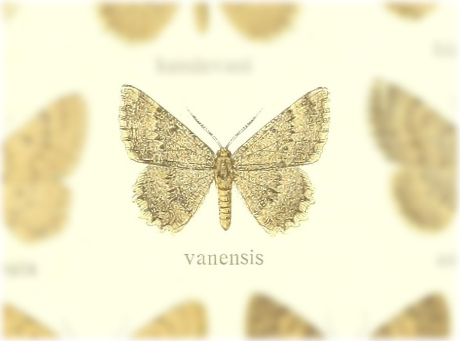 Gnophos wanensis