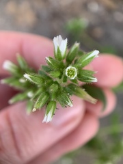Cerastium glomeratum