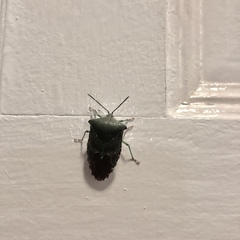 Piezosternum subulatum