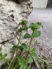 Cerastium glomeratum