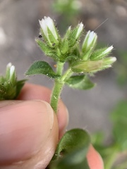 Cerastium glomeratum