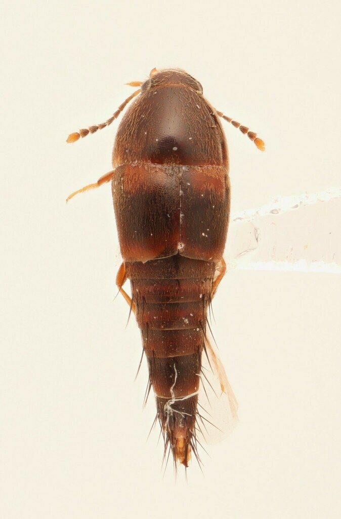 Sepedophilus basalis