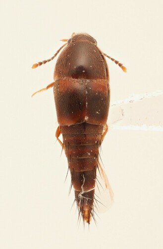 Sepedophilus basalis