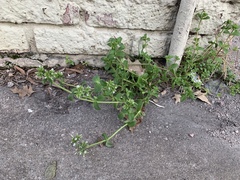 Cerastium glomeratum