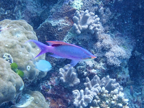 Mirolabrichthys tuka