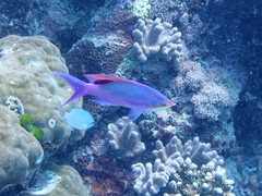 Mirolabrichthys tuka