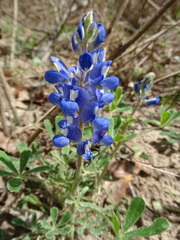 Lupinus subcarnosus