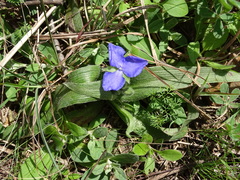 Tradescantia subacaulis